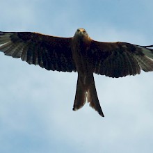 Red kite